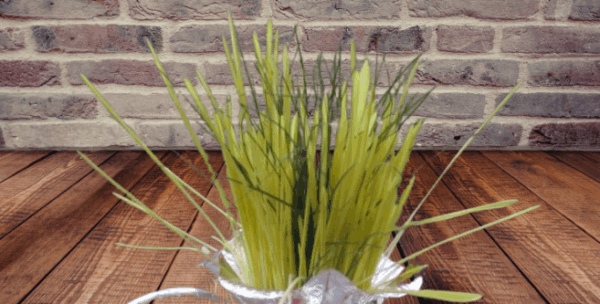 Jamara Mix for Dashain