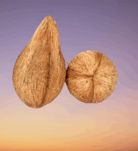 Nepali Jatta Coconut For Puja 1 Pcs